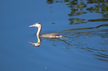 2021年10月24日(日) 芝川第一調節池(芝川貯水池)の野鳥観察記録