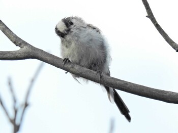 Long-tailed Tit 犬山市 Sat, 7/17/2021