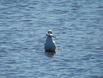 2021年10月24日(日) 多々良沼の野鳥観察記録