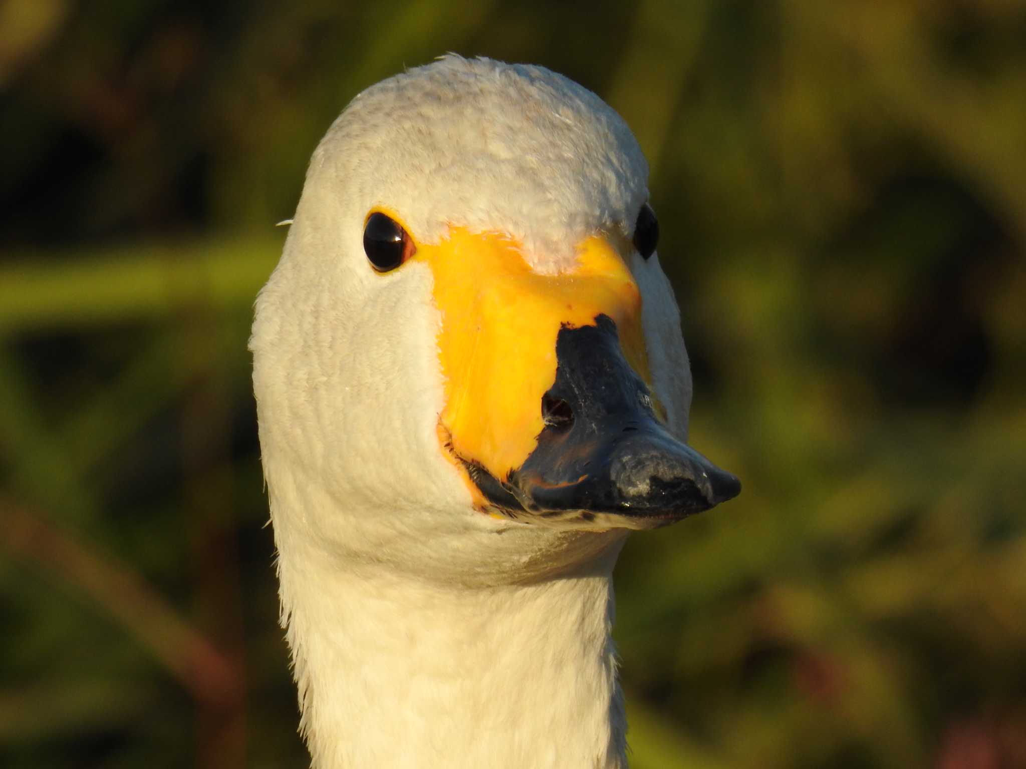 オオハクチョウ