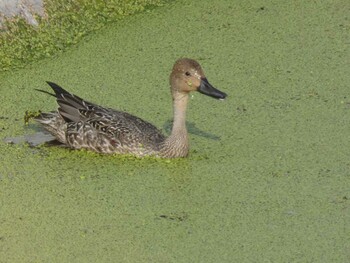 Northern Pintail Yoron Island Mon, 10/25/2021