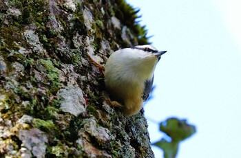 ゴジュウカラ 戸隠森林公園 2021年10月24日(日)