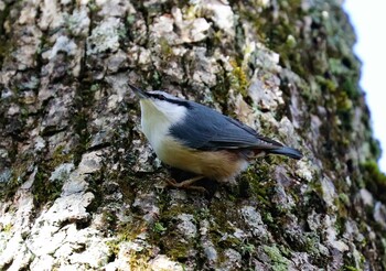 ゴジュウカラ 戸隠森林公園 2021年10月24日(日)