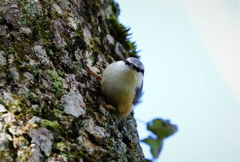 ゴジュウカラ 戸隠森林公園 2021年10月24日(日)