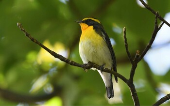 キビタキ 東京港野鳥公園 2021年10月20日(水)