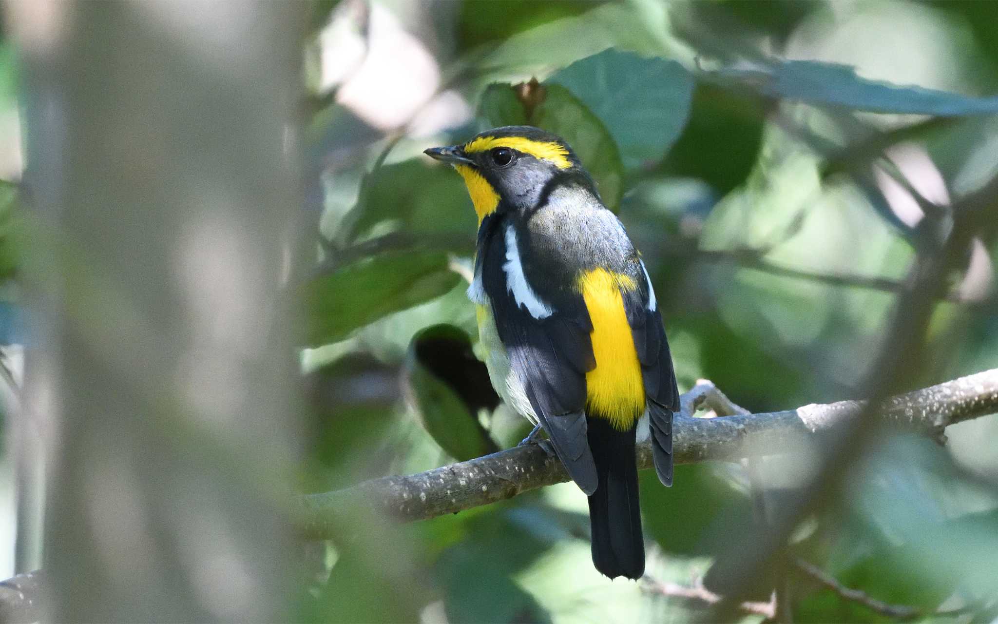 東京港野鳥公園 キビタキの写真 by しげじー