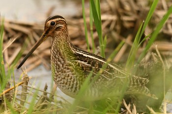 Common Snipe 小山市 Sat, 9/25/2021