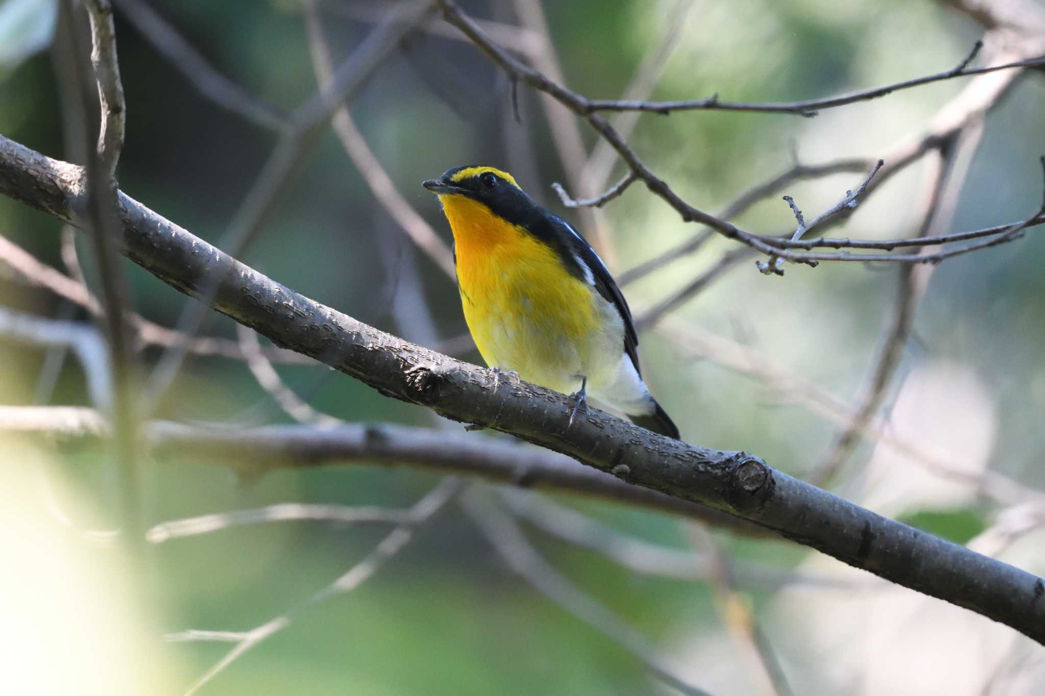 東京港野鳥公園 キビタキの写真 by しげじー