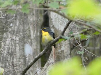 Narcissus Flycatcher 富士山須山口登山歩道 Sun, 10/24/2021