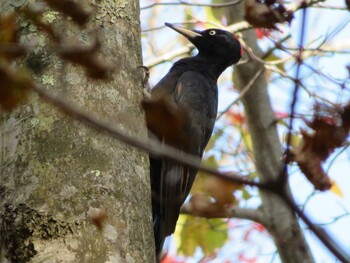 2021年10月24日(日) 北大研究林(北海道大学苫小牧研究林)の野鳥観察記録