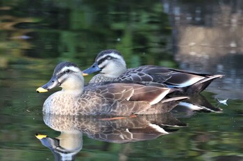 2021年10月24日(日) 相模原北公園の野鳥観察記録