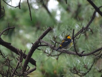 2021年10月16日(土) 葛西臨海公園の野鳥観察記録