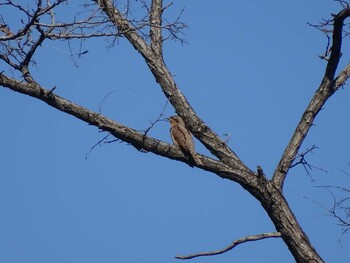 Eurasian Wryneck 羽村堰 Sun, 10/24/2021