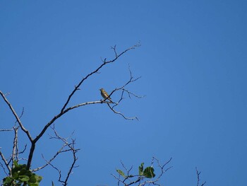 Olive-backed Pipit 羽村堰 Sun, 10/24/2021