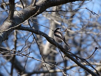 Long-tailed Tit 羽村堰 Sun, 10/24/2021