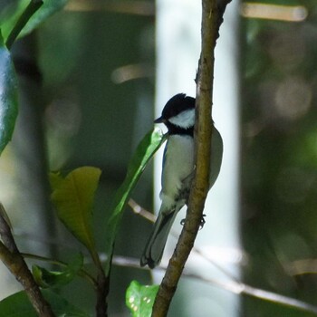 Japanese Tit 陣馬山 Sun, 10/24/2021