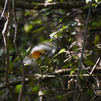 Varied Tit 陣馬山 Sun, 10/24/2021