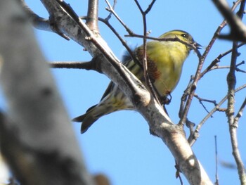 Eurasian Siskin Senjogahara Marshland Sun, 10/24/2021