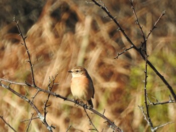 Amur Stonechat Senjogahara Marshland Sun, 10/24/2021