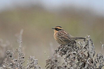 2021年10月25日(月) 舳倉島の野鳥観察記録