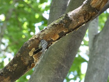 Japanese Pygmy Woodpecker Nagai Botanical Garden Thu, 5/4/2017