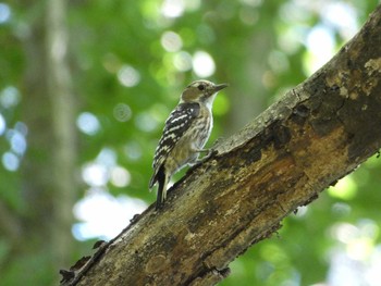 Japanese Pygmy Woodpecker Nagai Botanical Garden Thu, 5/4/2017