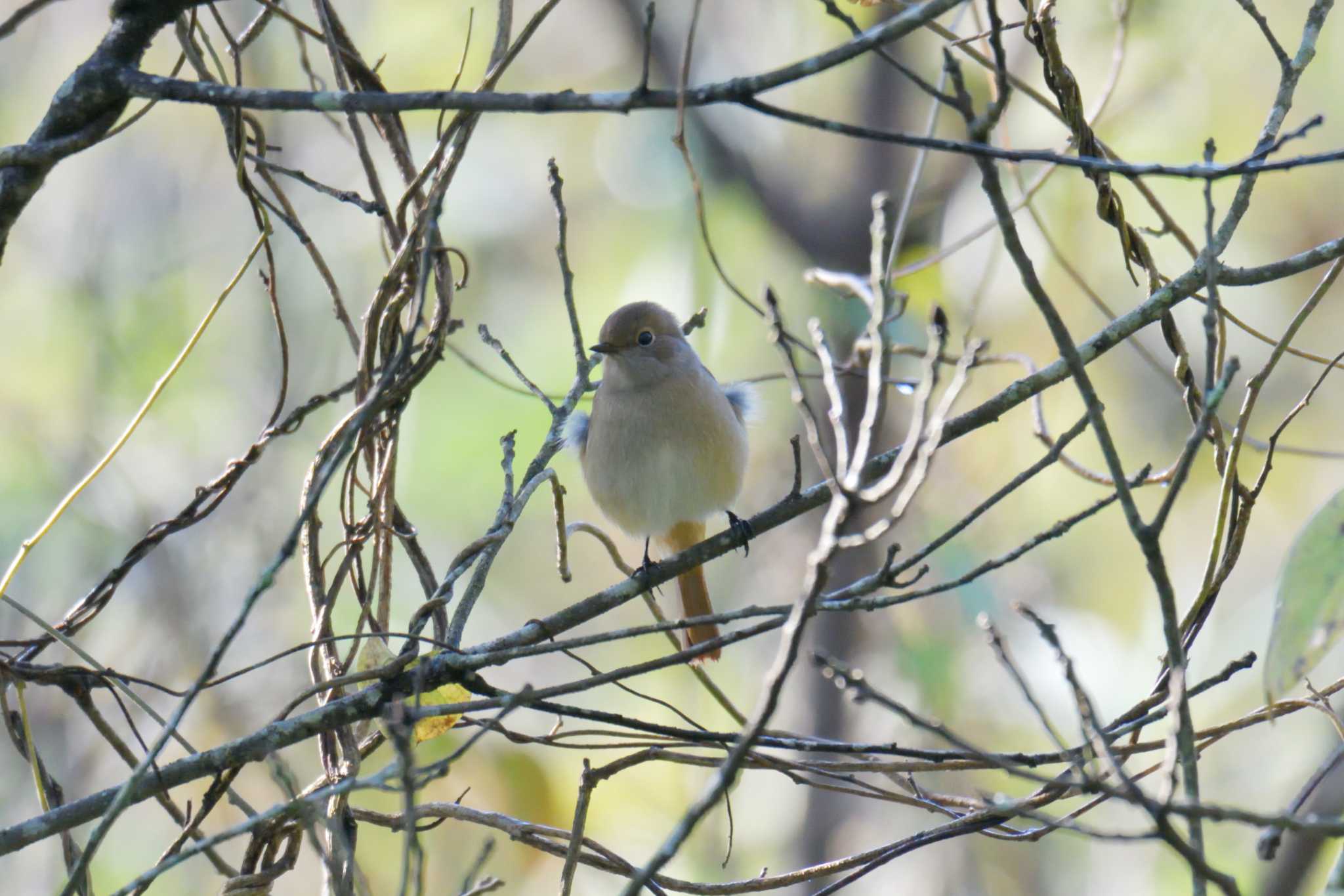 滋賀県甲賀市甲南町創造の森 ジョウビタキの写真 by masatsubo