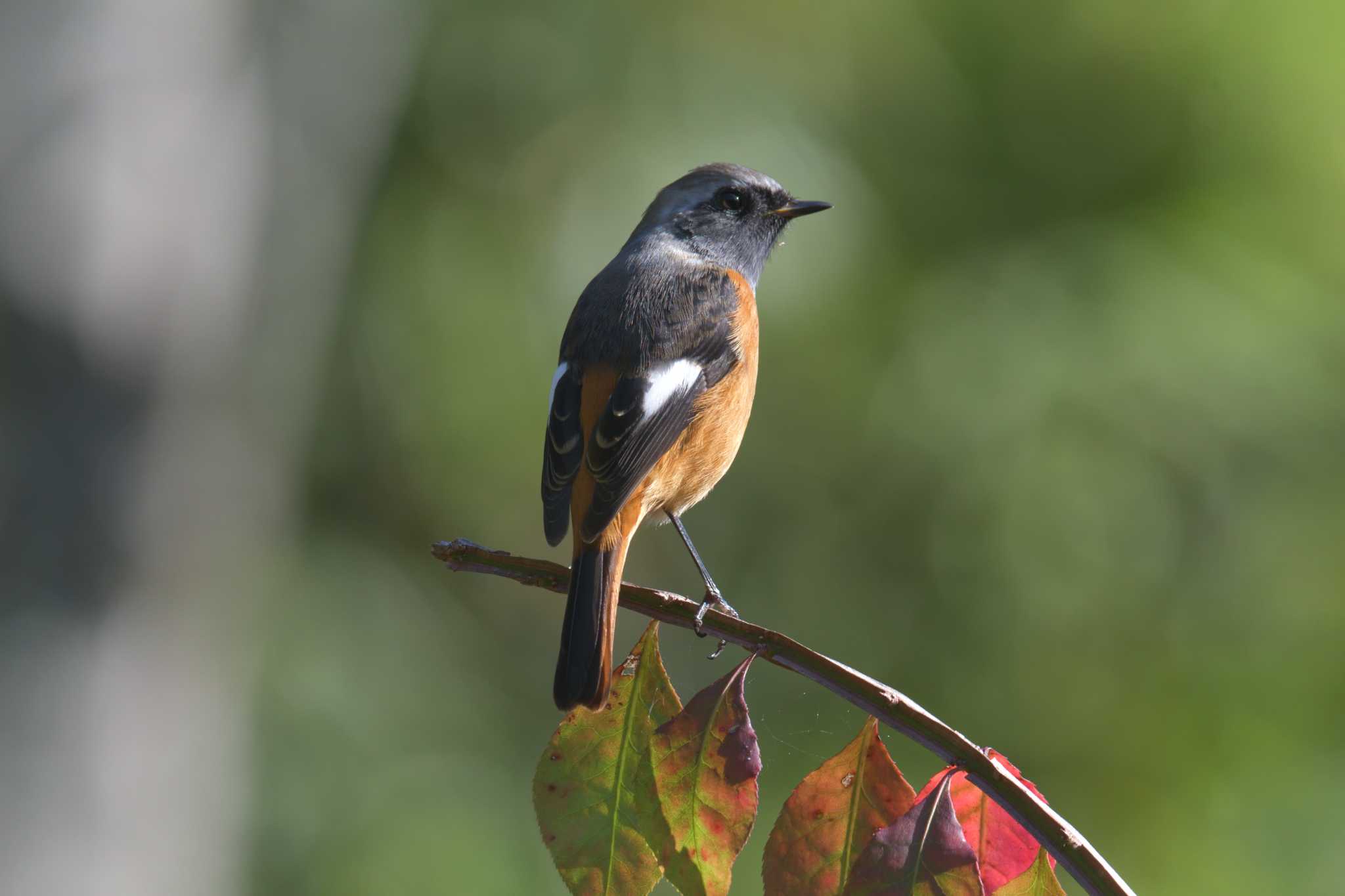 滋賀県甲賀市甲南町創造の森 ジョウビタキの写真 by masatsubo