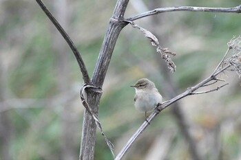 Common Chiffchaff Hegura Island Mon, 10/25/2021