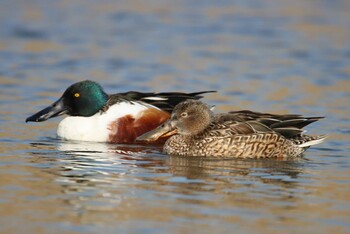 2021年2月7日(日) 新横浜公園の野鳥観察記録