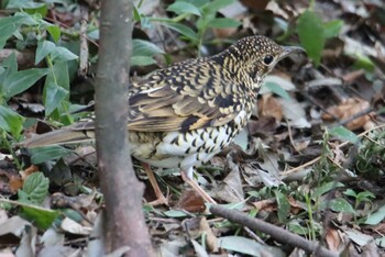 2021年2月7日(日) 東高根森林公園の野鳥観察記録