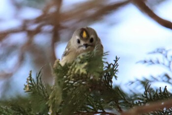 2021年2月11日(木) 秋ヶ瀬公園の野鳥観察記録