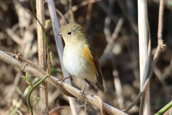 ルリビタキ 秋ヶ瀬公園 2021年2月11日(木)