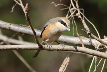 モズ 秋ヶ瀬公園 2021年2月11日(木)