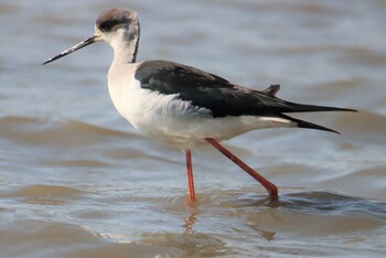 2021年2月11日(木) 伊佐沼の野鳥観察記録