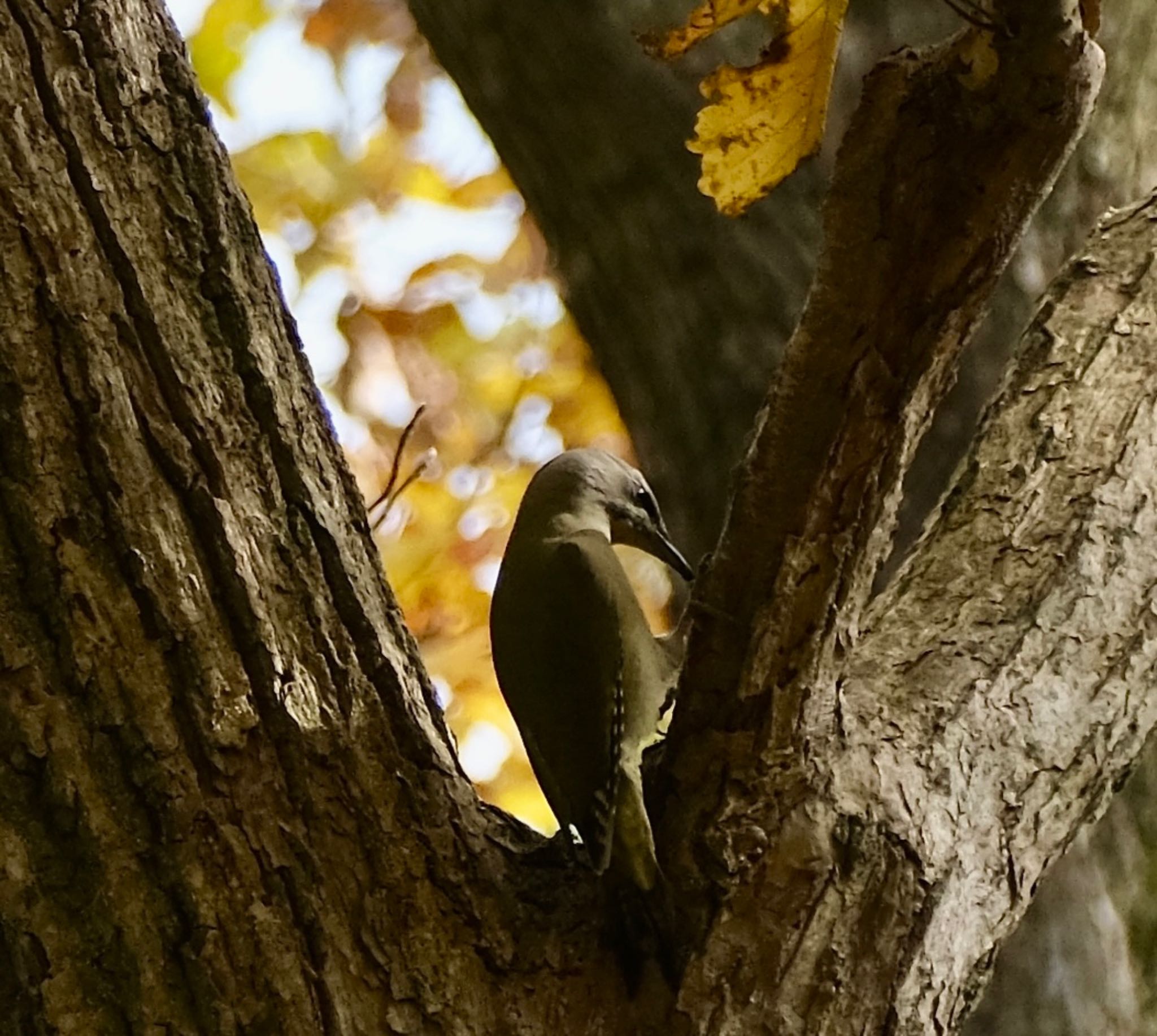 恵庭公園 ヤマゲラの写真 by haha.9535