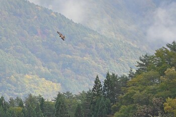 トビ 秋田県田沢湖 2021年10月23日(土)