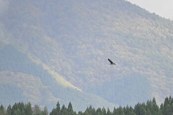 トビ 秋田県田沢湖 2021年10月23日(土)