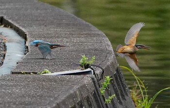 Common Kingfisher 千里南公園 Tue, 10/26/2021