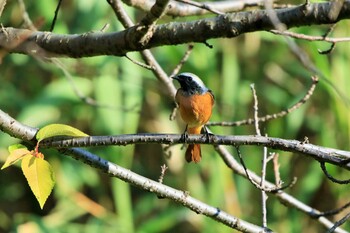 ジョウビタキ 行徳野鳥保護区 2021年10月26日(火)