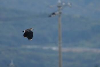 Northern Lapwing 斐伊川河口 Tue, 10/26/2021