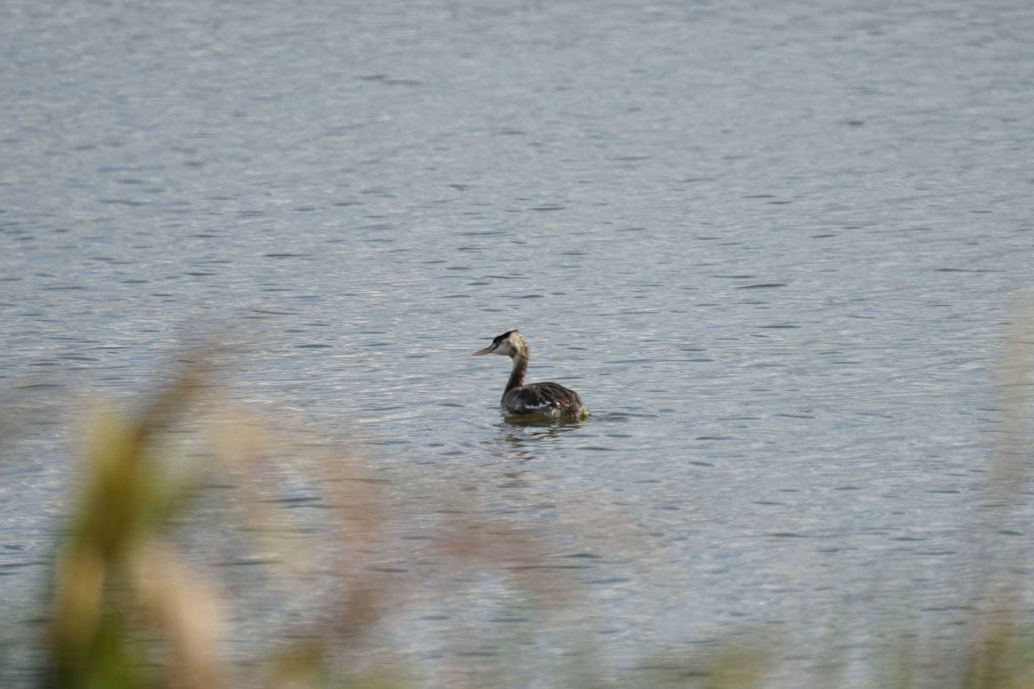 Great Crested Grebe