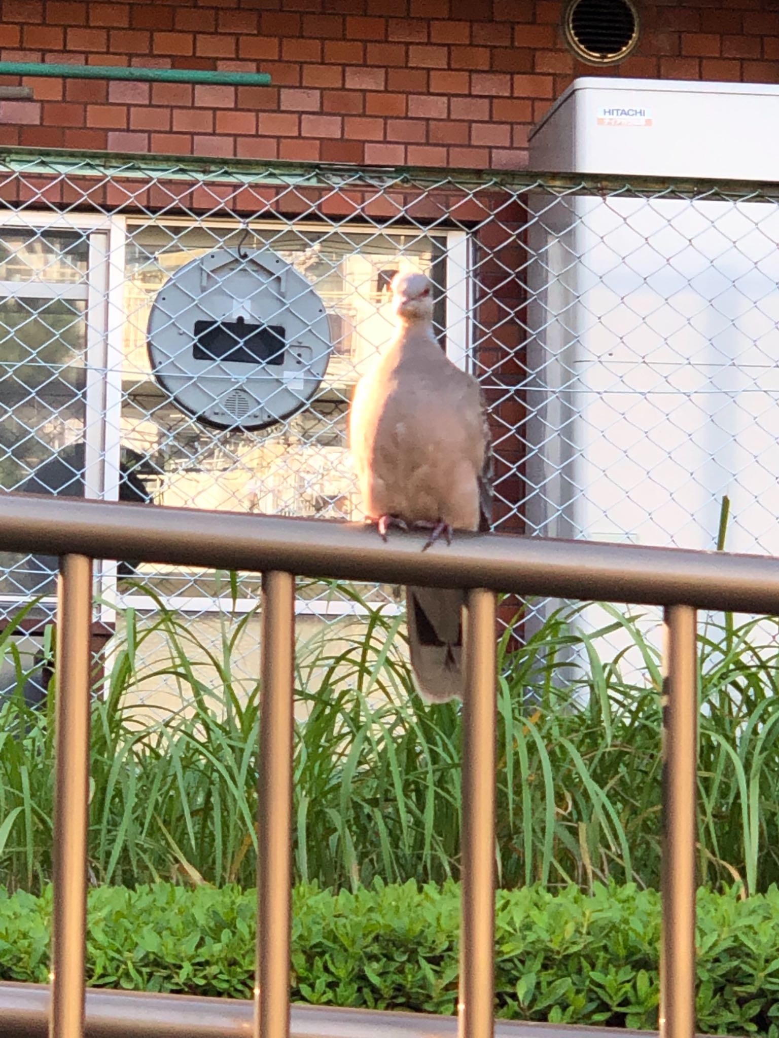 横十間川親水公園(東京都江東区) キジバトの写真 by のぐち