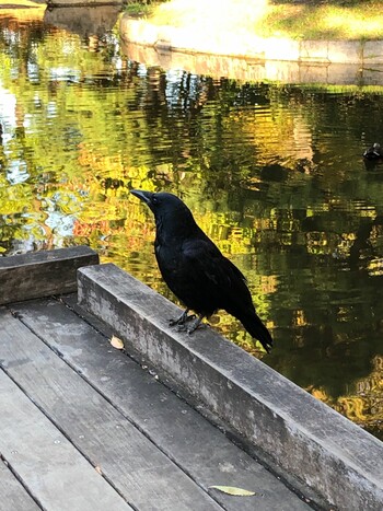 2021年10月26日(火) 猿江恩賜公園の野鳥観察記録