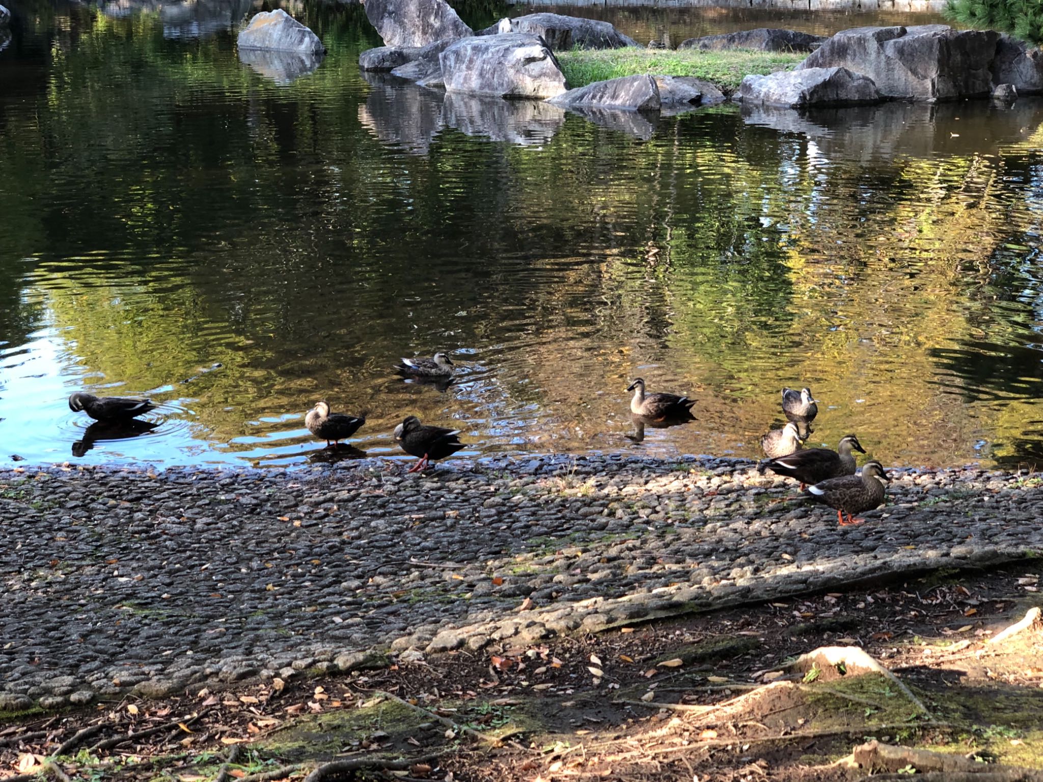 猿江恩賜公園 カルガモの写真 by のぐち