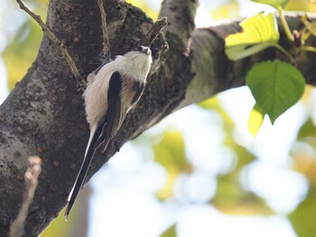 Long-tailed Tit 西宮市 甲陽園 Sat, 10/23/2021