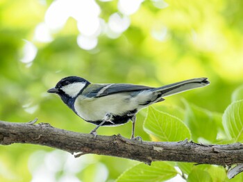 Japanese Tit 西宮市 甲陽園 Sat, 10/23/2021