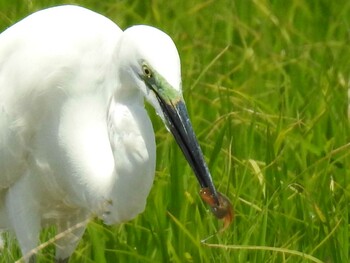 Great Egret 稲沢市 Mon, 6/7/2021