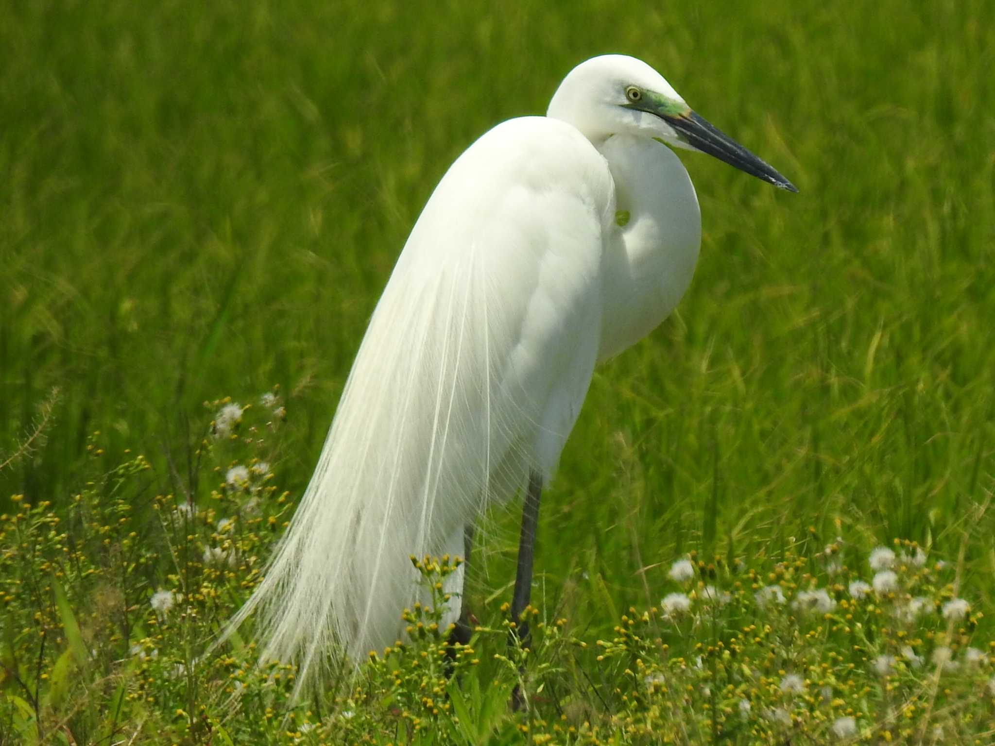 Photo of Great Egret at 稲沢市 by 寅次郎