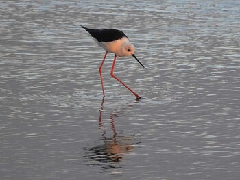 Black-winged Stilt Isanuma Tue, 10/26/2021